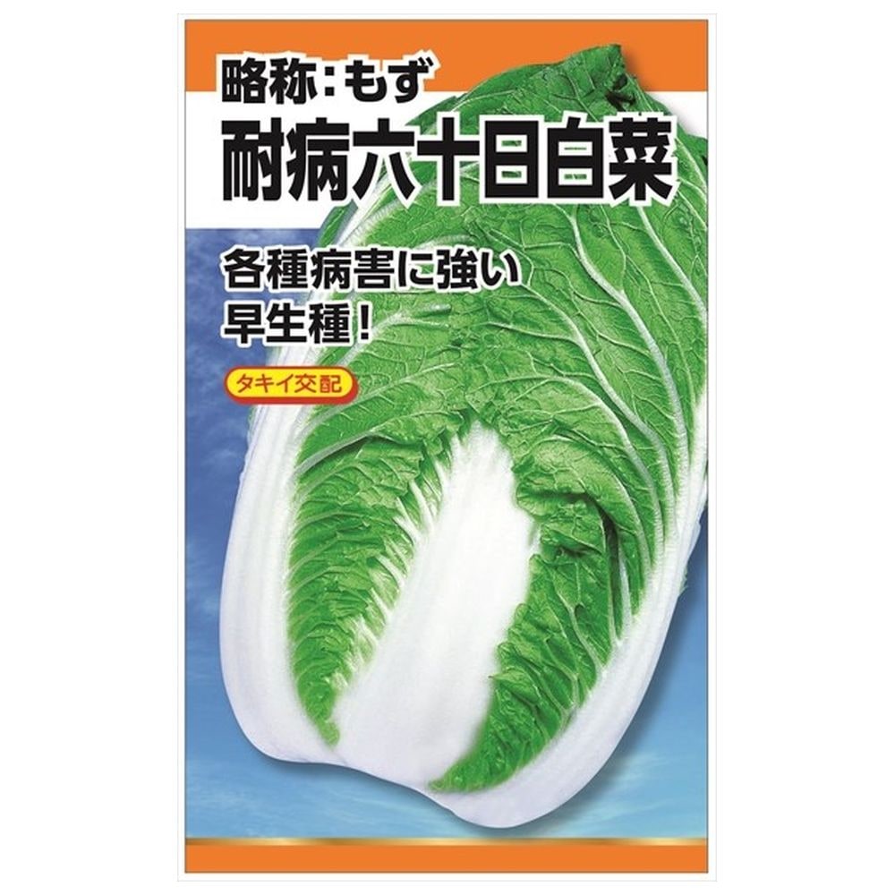 白菜 耐病六十日白菜 