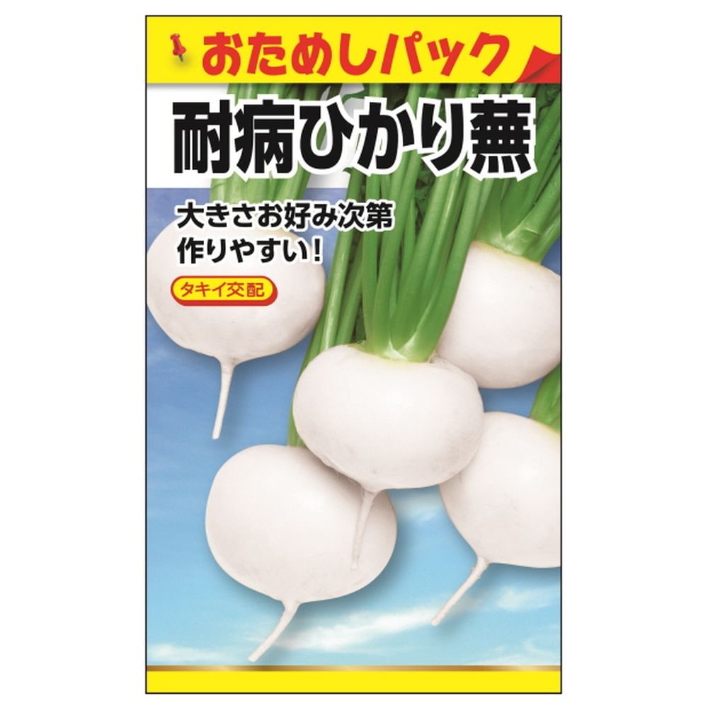 かぶ ﾀｷｲ交配 耐病ひかり蕪(略称:ひかり) 