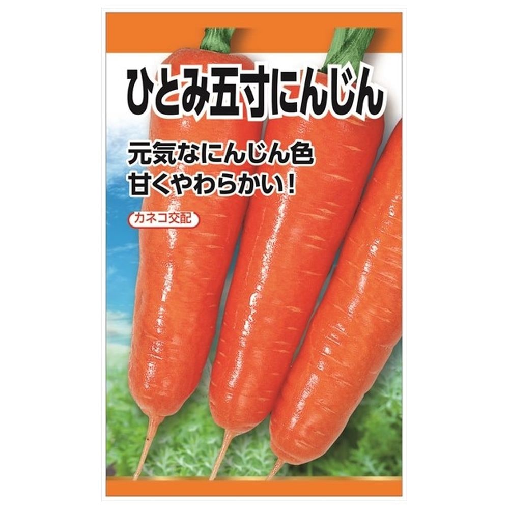 にんじん ひとみ五寸にんじん 