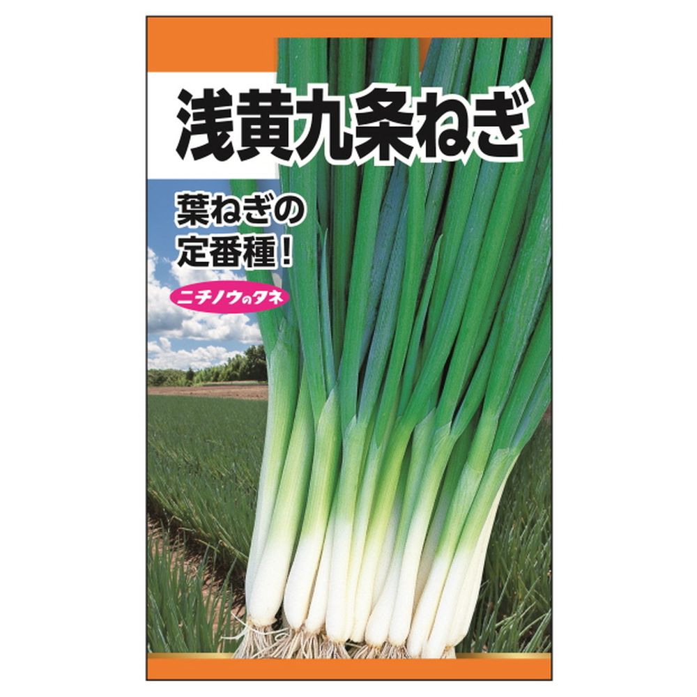ねぎ 九条ねぎ(浅黄) 