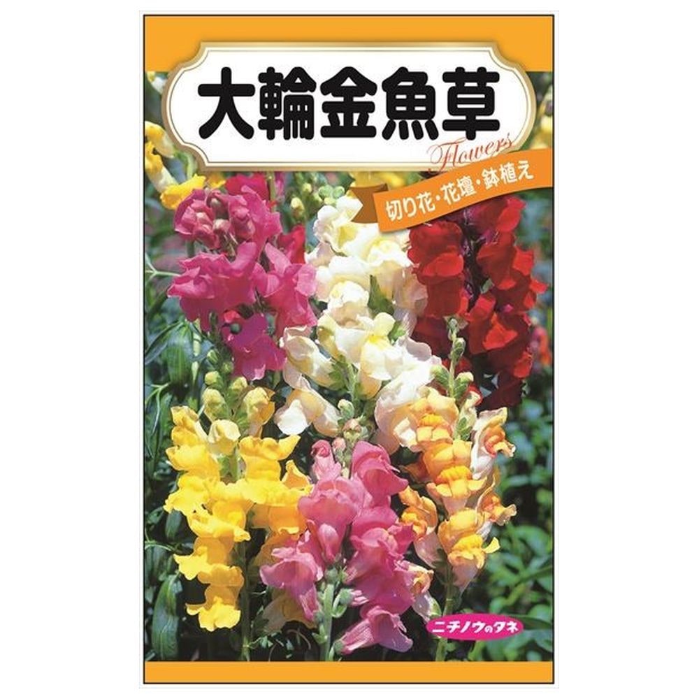 金魚草 大輪金魚草 