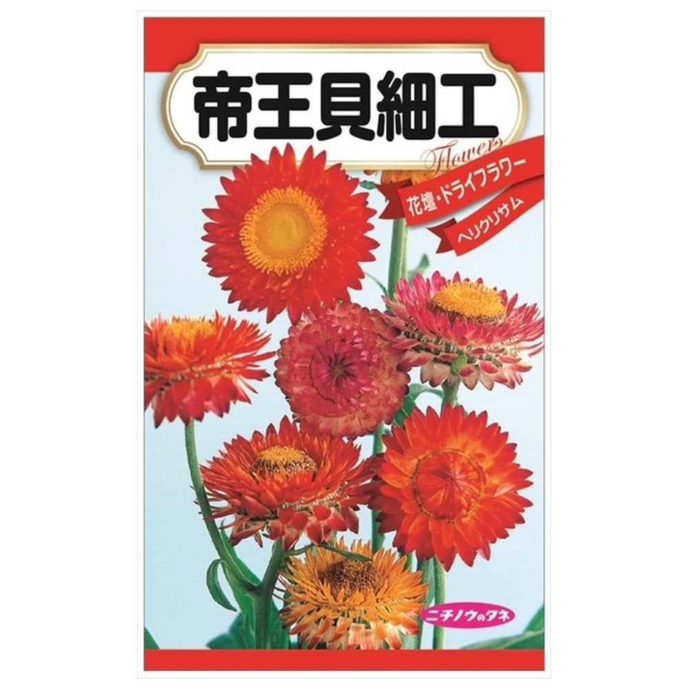 ヘリクリサム 帝王貝細工 