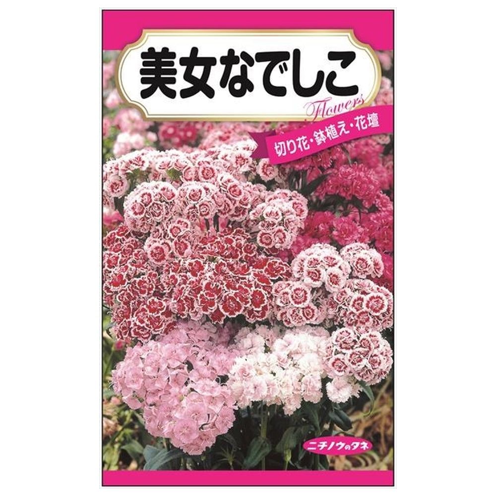 ナデシコ 美女なでしこ 
