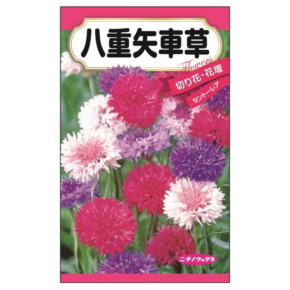 ヤグルマギク 八重矢車草 