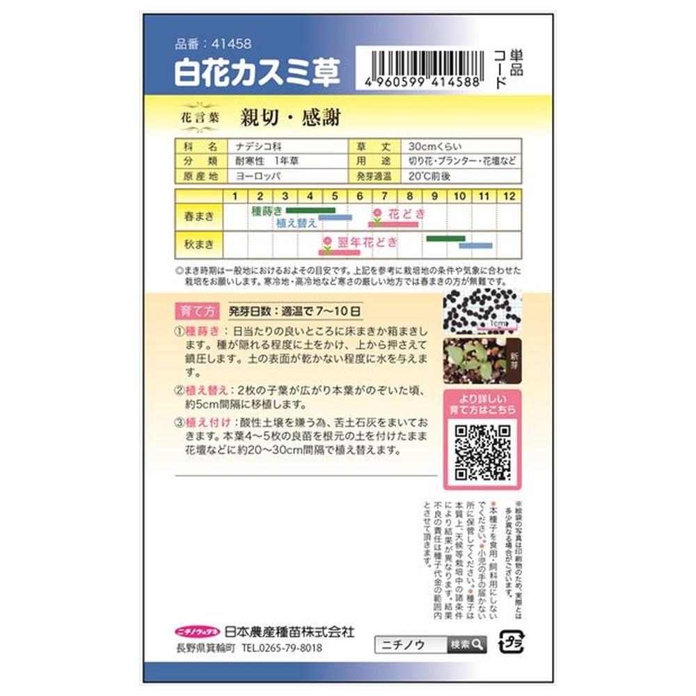 カスミソウ 白花カスミソウ 1