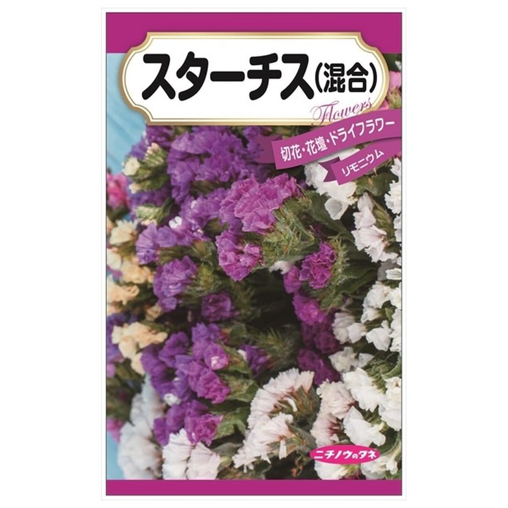スターチス スターチス 