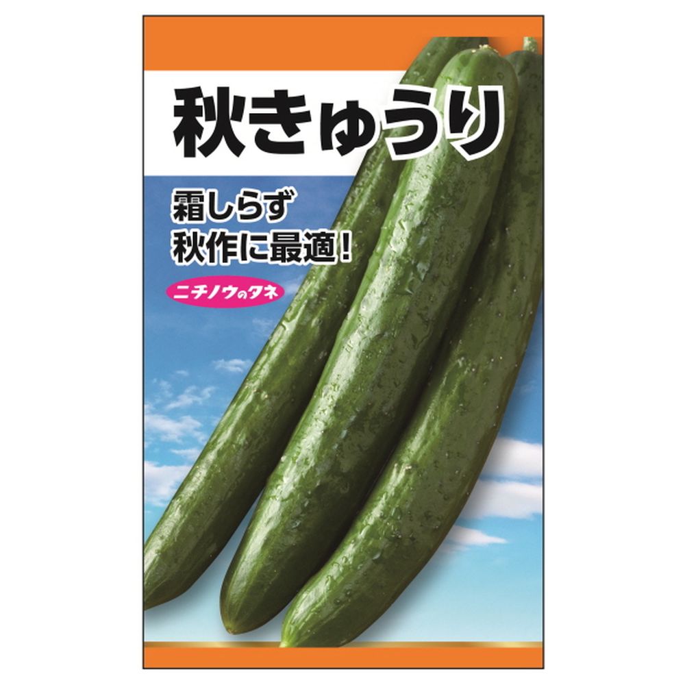 きゅうり 秋きゅうり(霜しらず) 