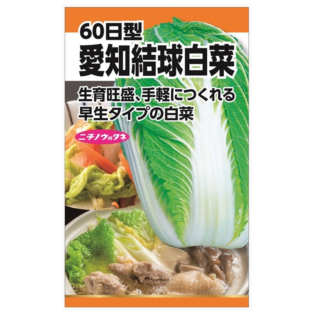 白菜 愛知結球白菜(60日型) 