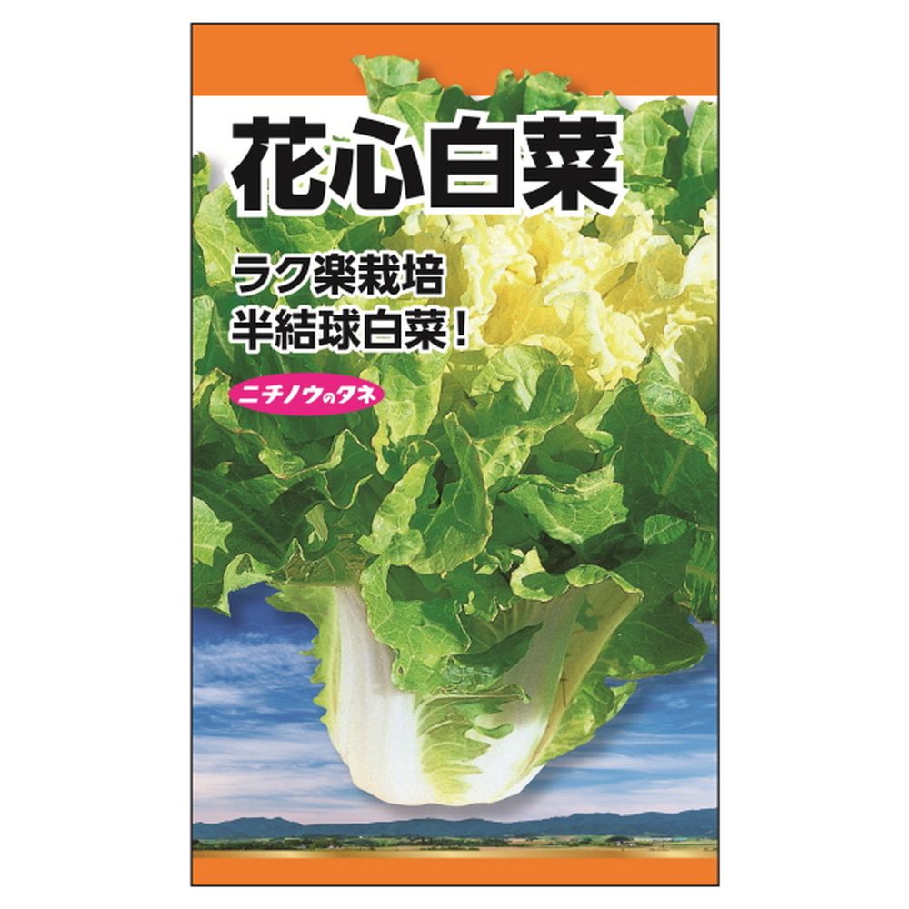 白菜 花心白菜 
