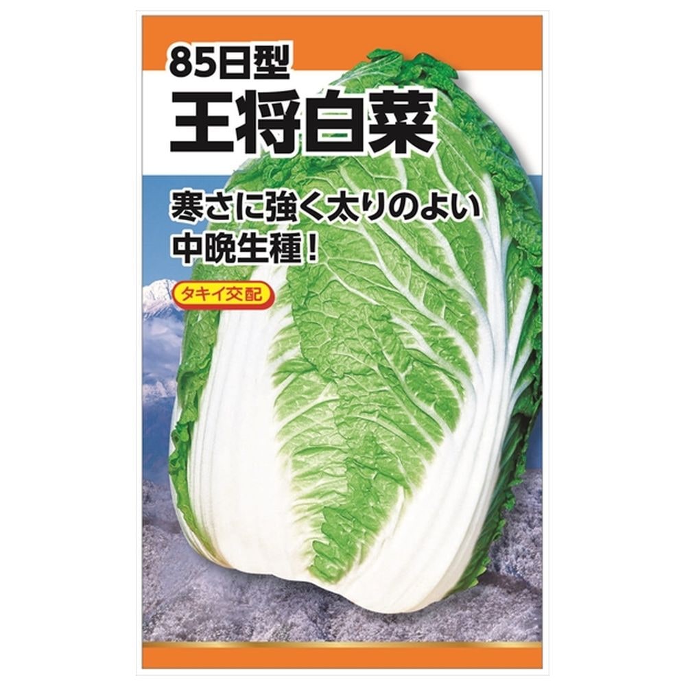 白菜 ﾀｷｲ交配 王将白菜 