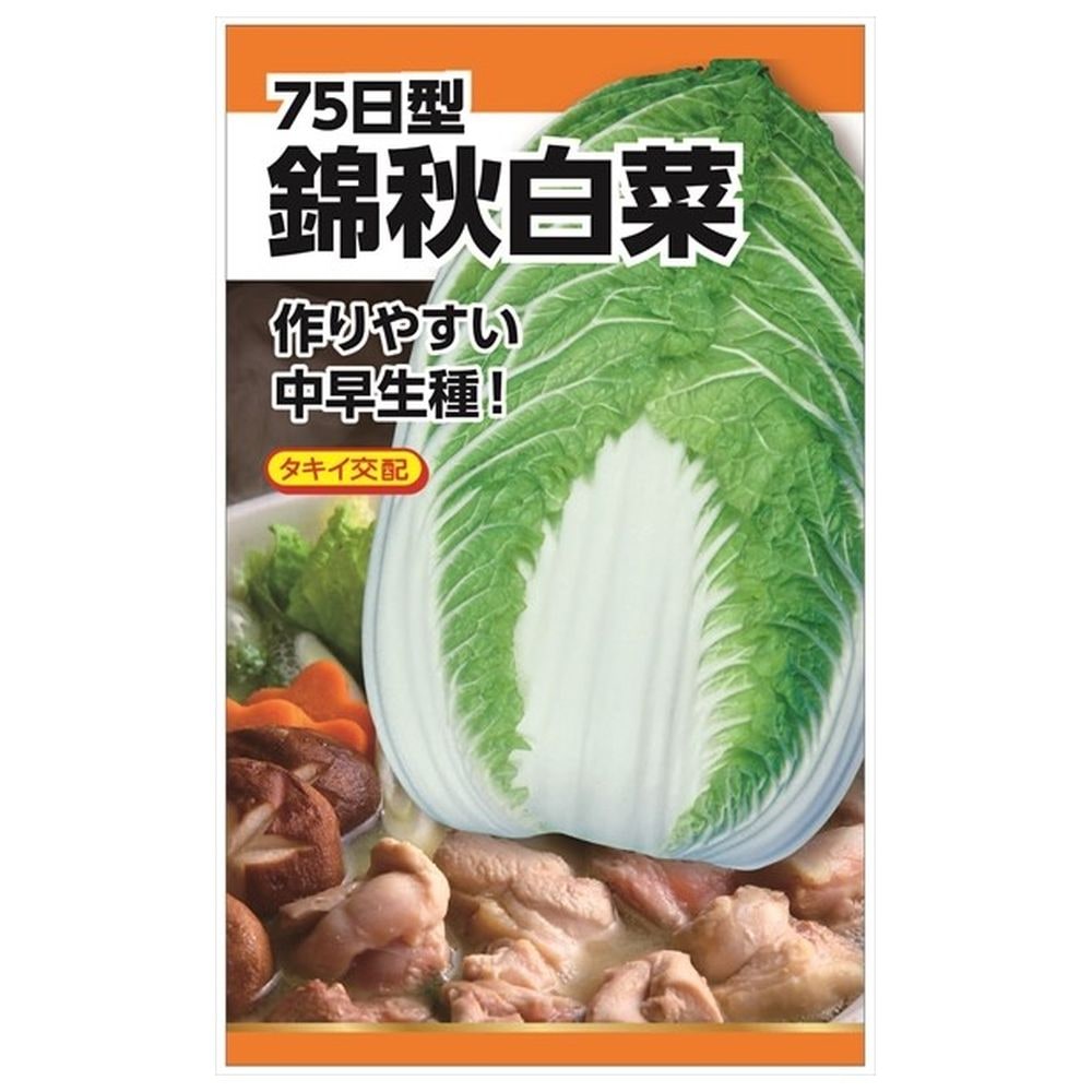 白菜 錦秋白菜 