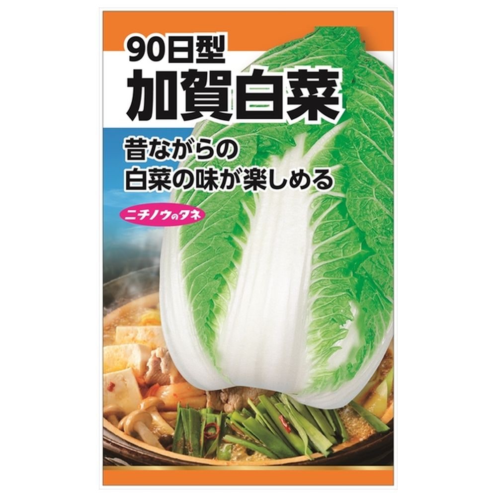 白菜 加賀白菜(90日型) 