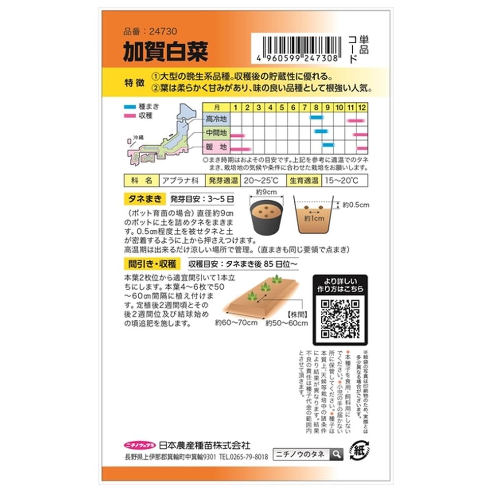 白菜 加賀白菜(90日型) 1