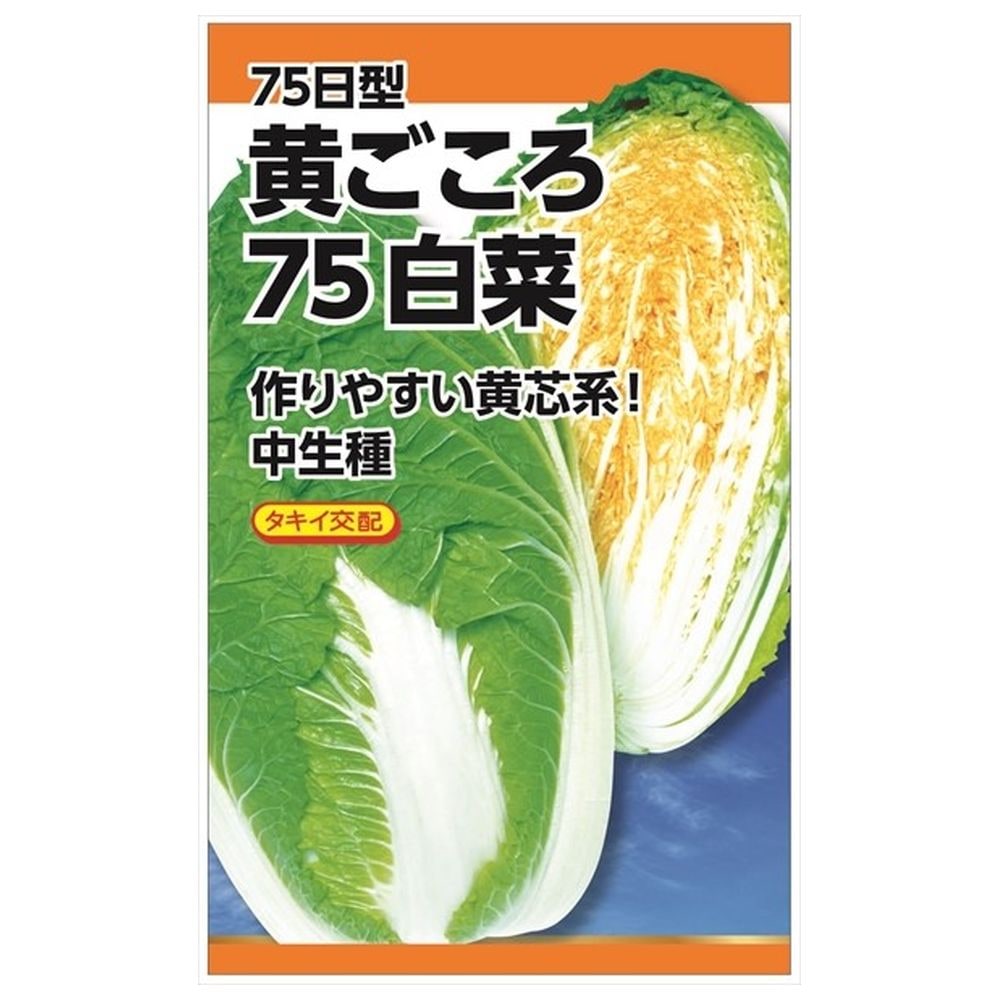 白菜 黄ごころ75日白菜 