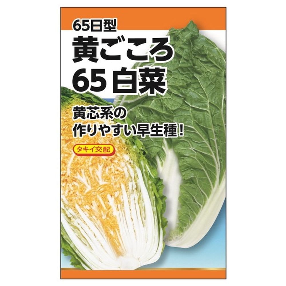 白菜 黄ごころ65日白菜 
