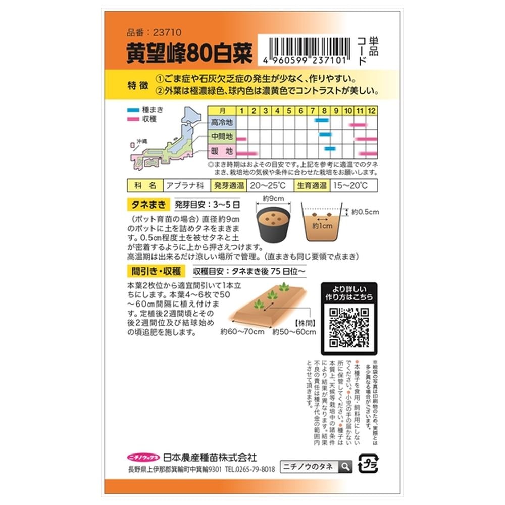 白菜 黄望峰80白菜 1