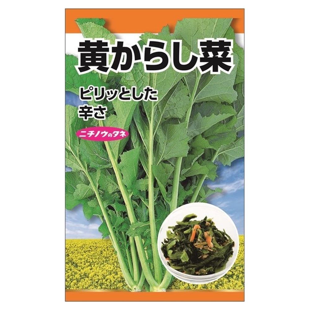 冬菜 黄からし菜 1
