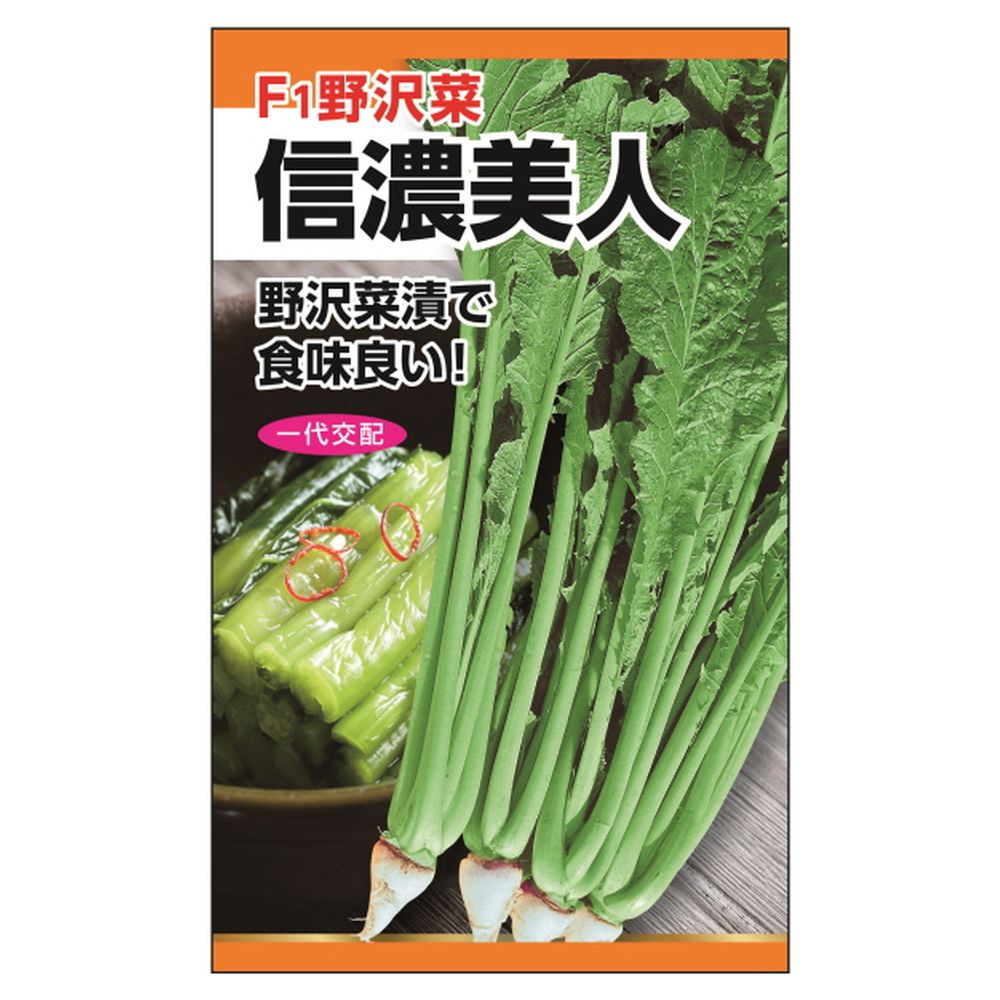 冬菜 信濃美人(F1野沢菜) 1
