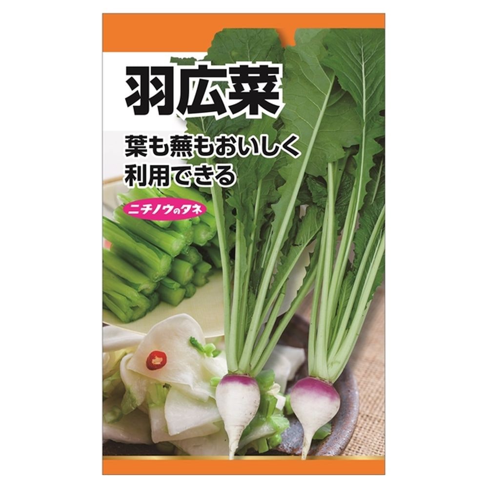 冬菜 羽広菜 