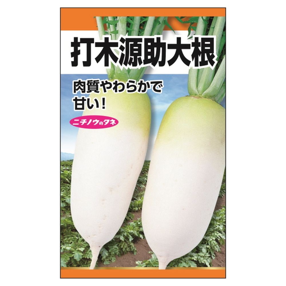 大根 打木源助大根 1