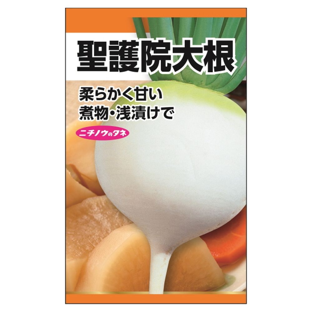 大根 聖護院大根 1