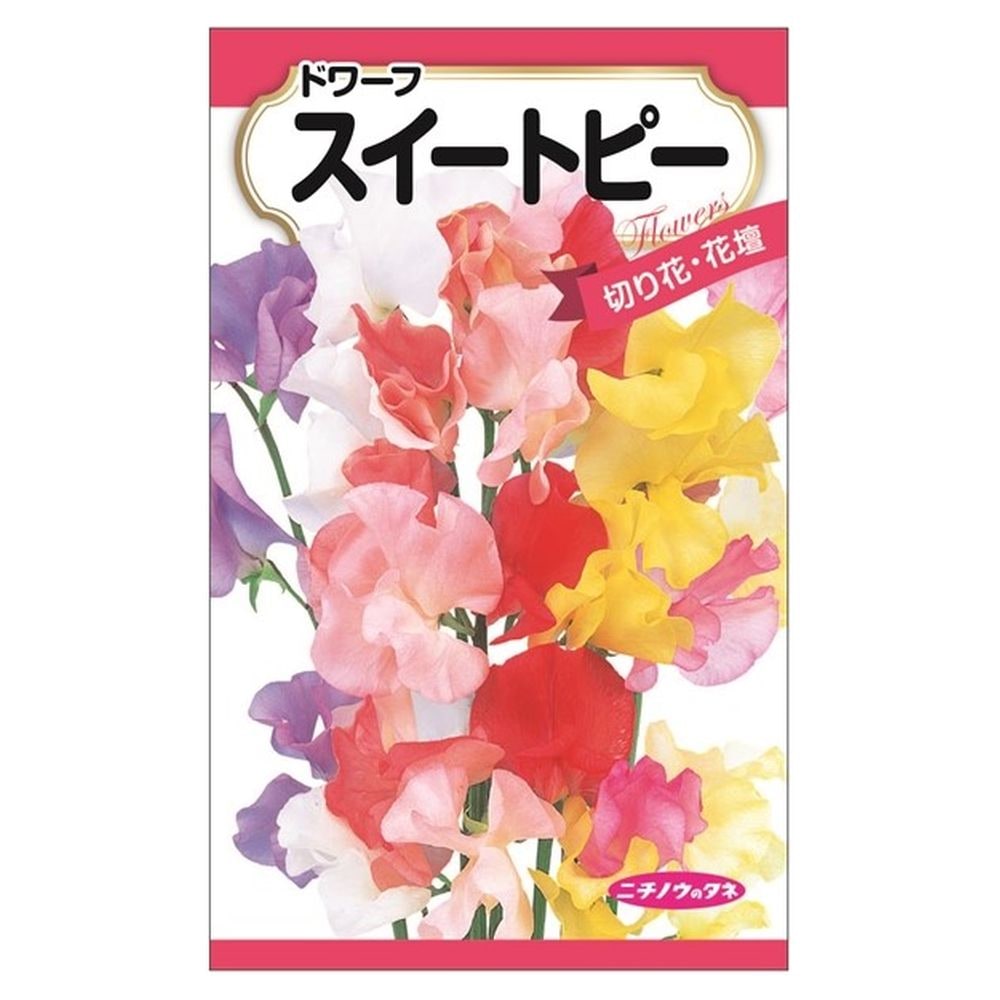 スイートピー ドワーフスイートピー 