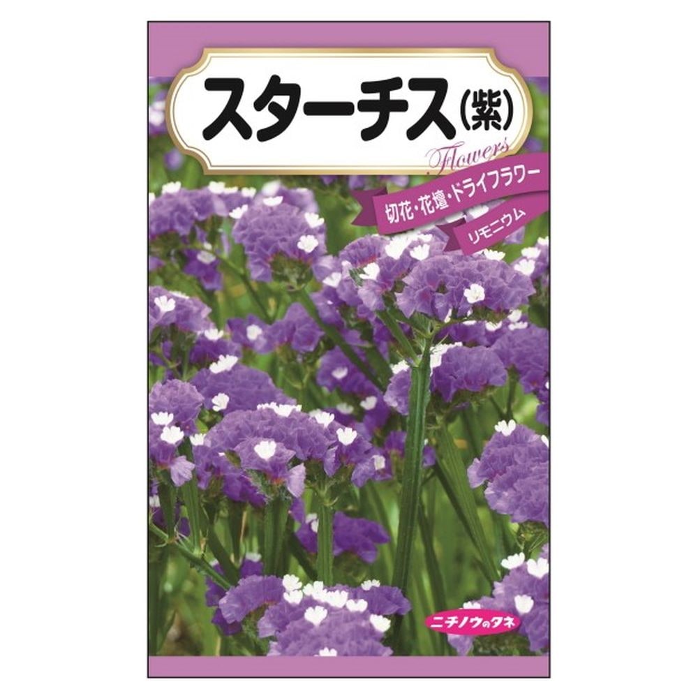 スターチス スターチス(紫) 1