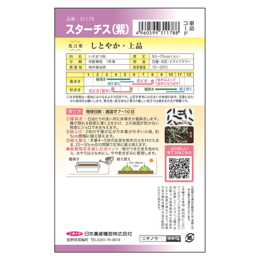 スターチス スターチス(紫) 2