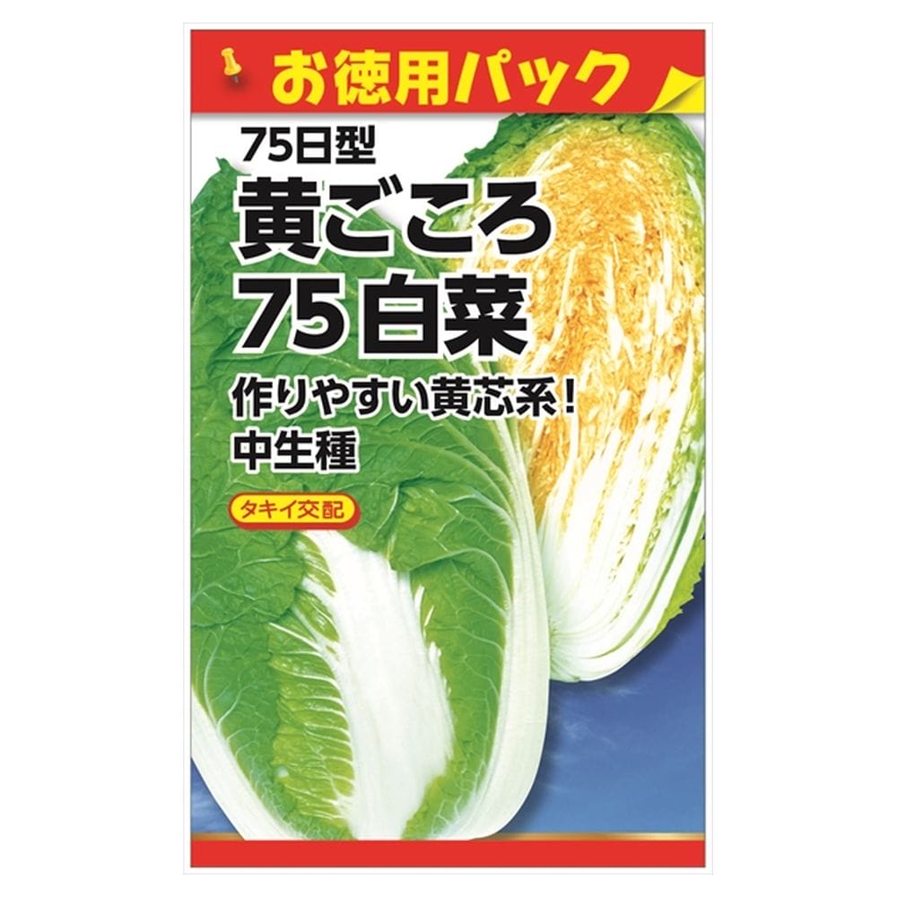 白菜 黄ごころ75日白菜 