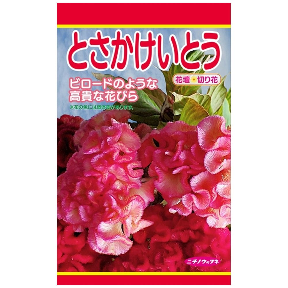 ケイトウ とさかけいとう 