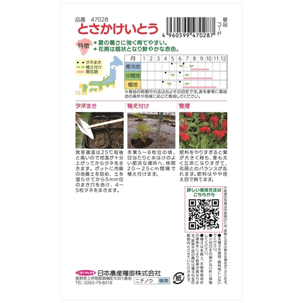 ケイトウ とさかけいとう 1