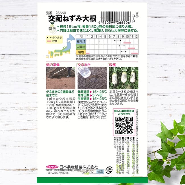 大根 交配ねずみ大根 1