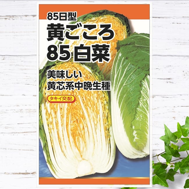 白菜 黄ごころ85日白菜 