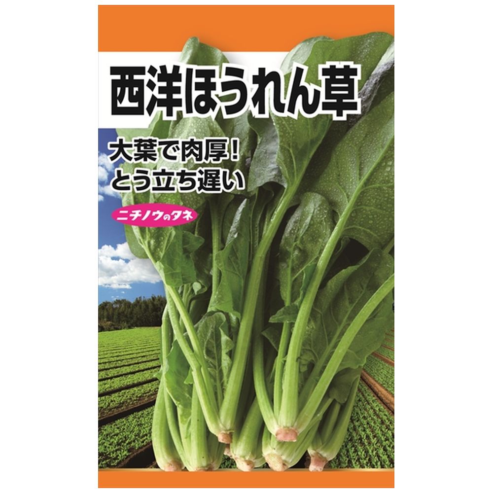 ホウレンソウ 西洋ほうれん草(大葉) 
