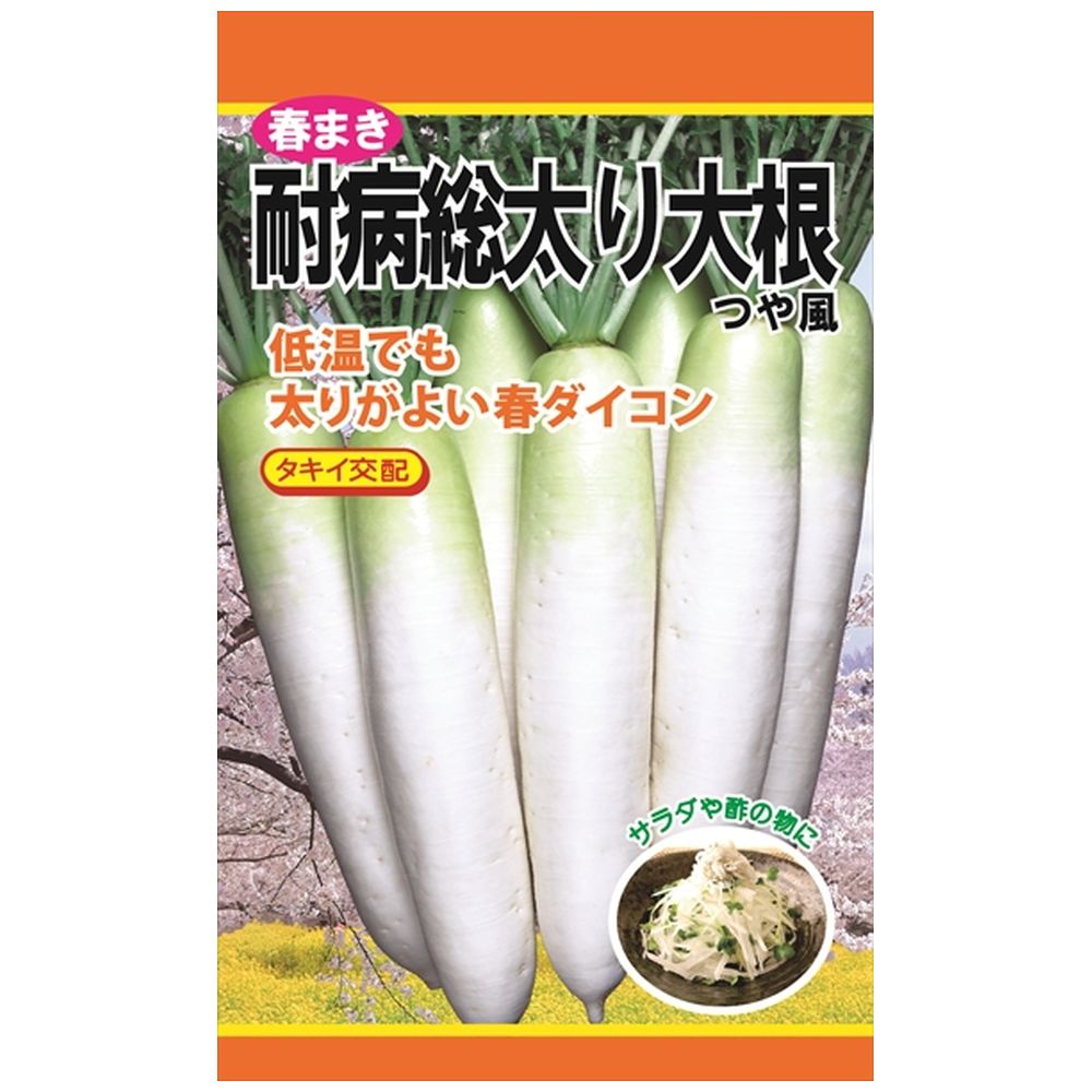 大根 春まき耐病総太り大根（つや風） 