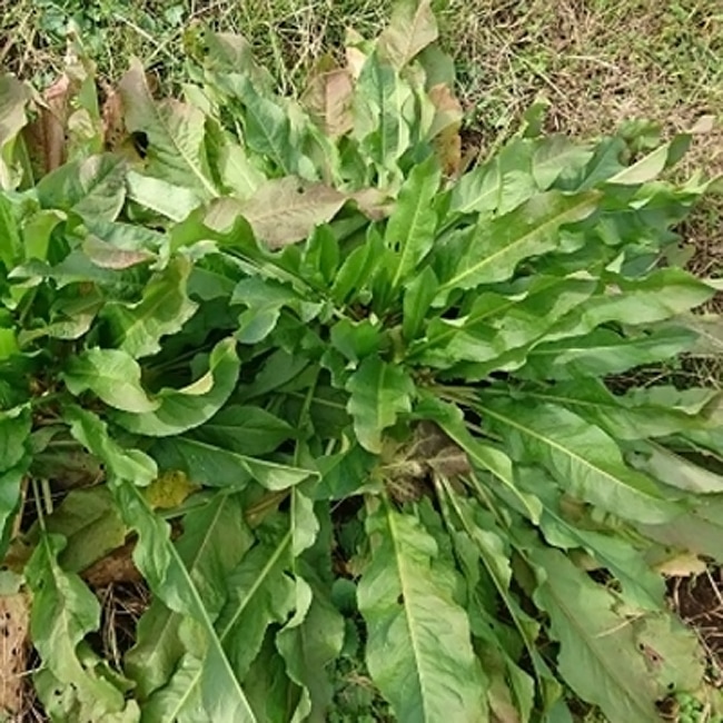 シャクナゲ ドック 1