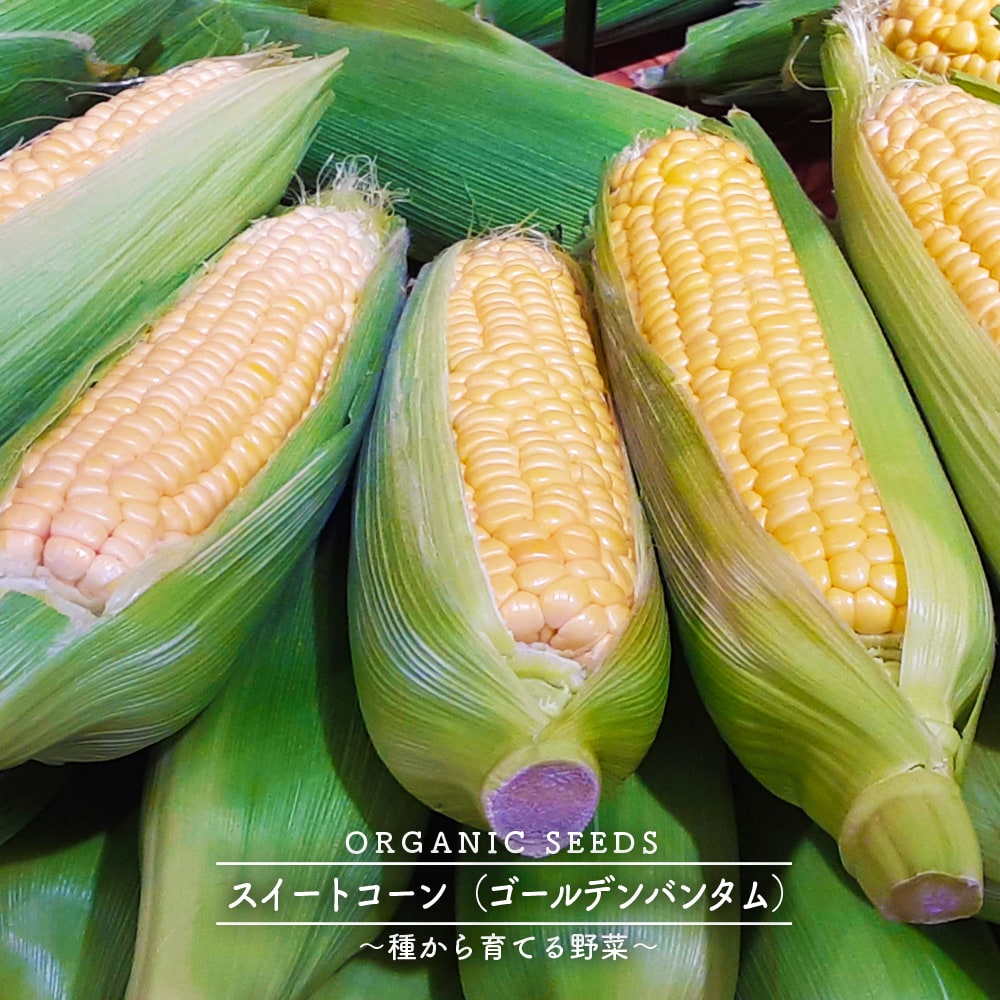 スイートコーン （ゴールデンバンタム）  3