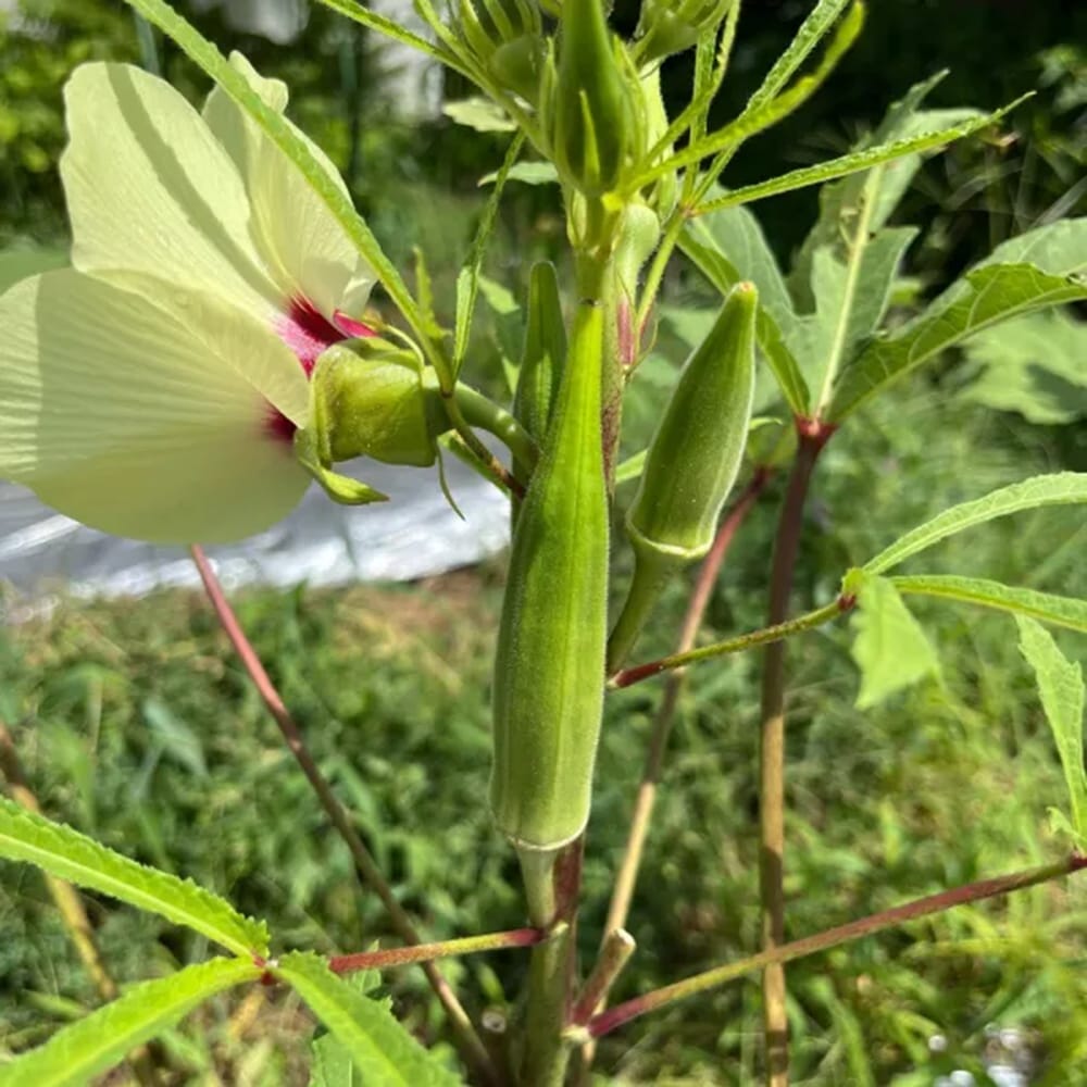 オクラ 新緑オクラ 1