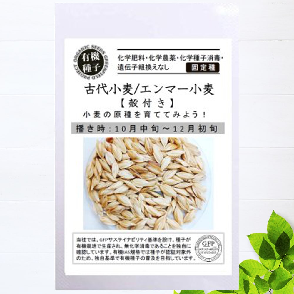古代小麦/エンマー小麦