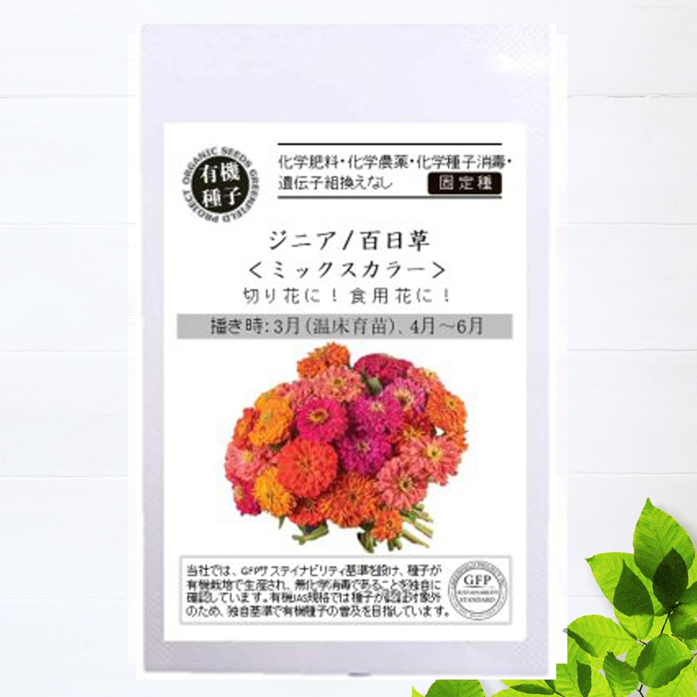 百日草 ミックスカラー 