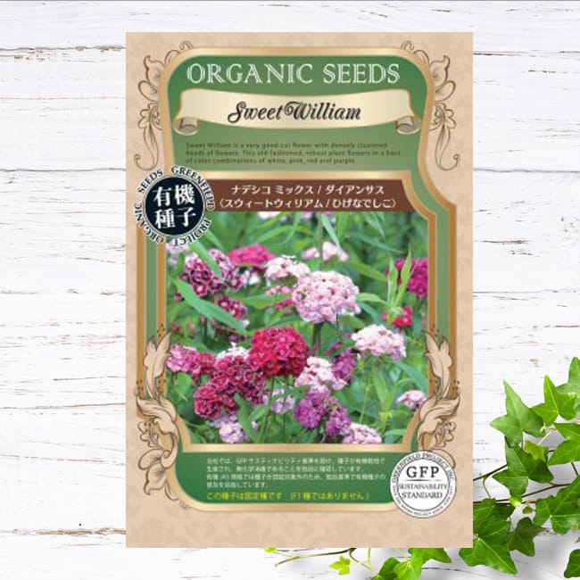 ダイアンサス （なでしこ） リトルメイデン 