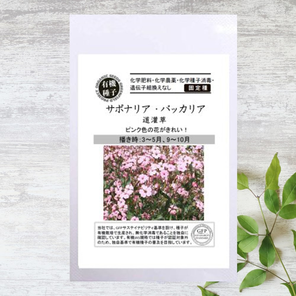 サポナリア バッカリア サポナリア バッカリア 