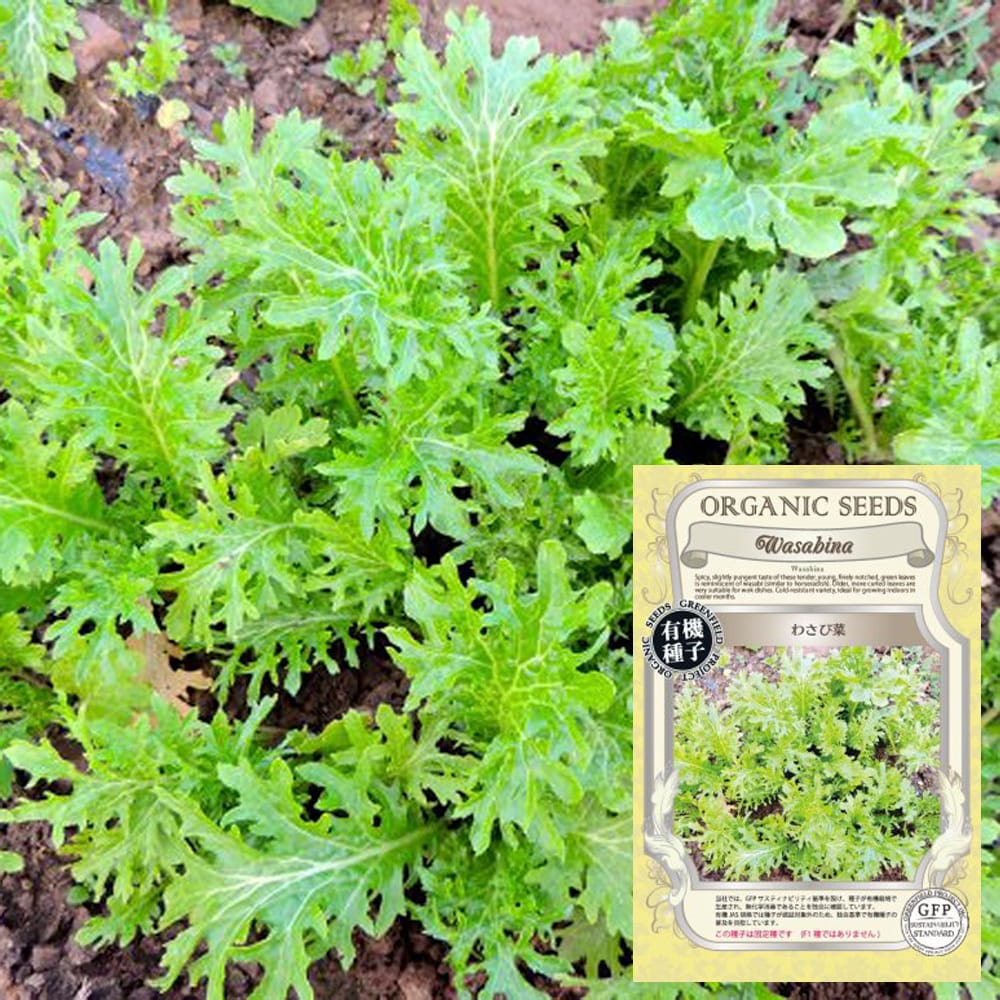 白菜 わさび菜 