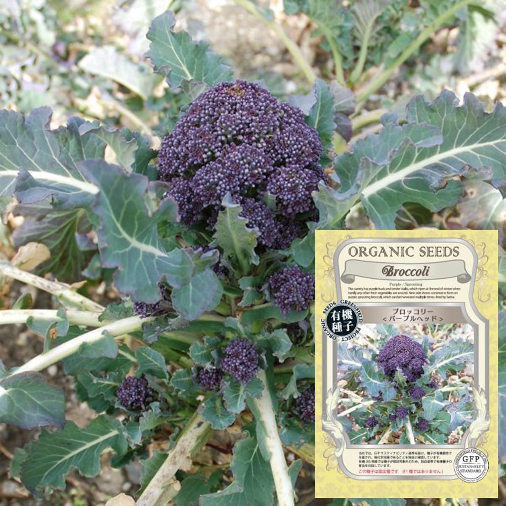 ブロッコリー パープルヘッド 