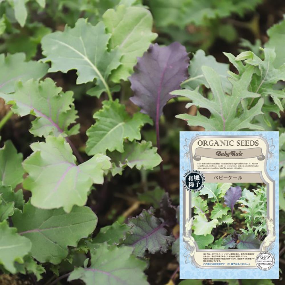 ケール ベビーケール 