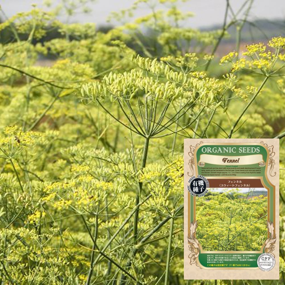 フェンネル スウィートフェンネル 