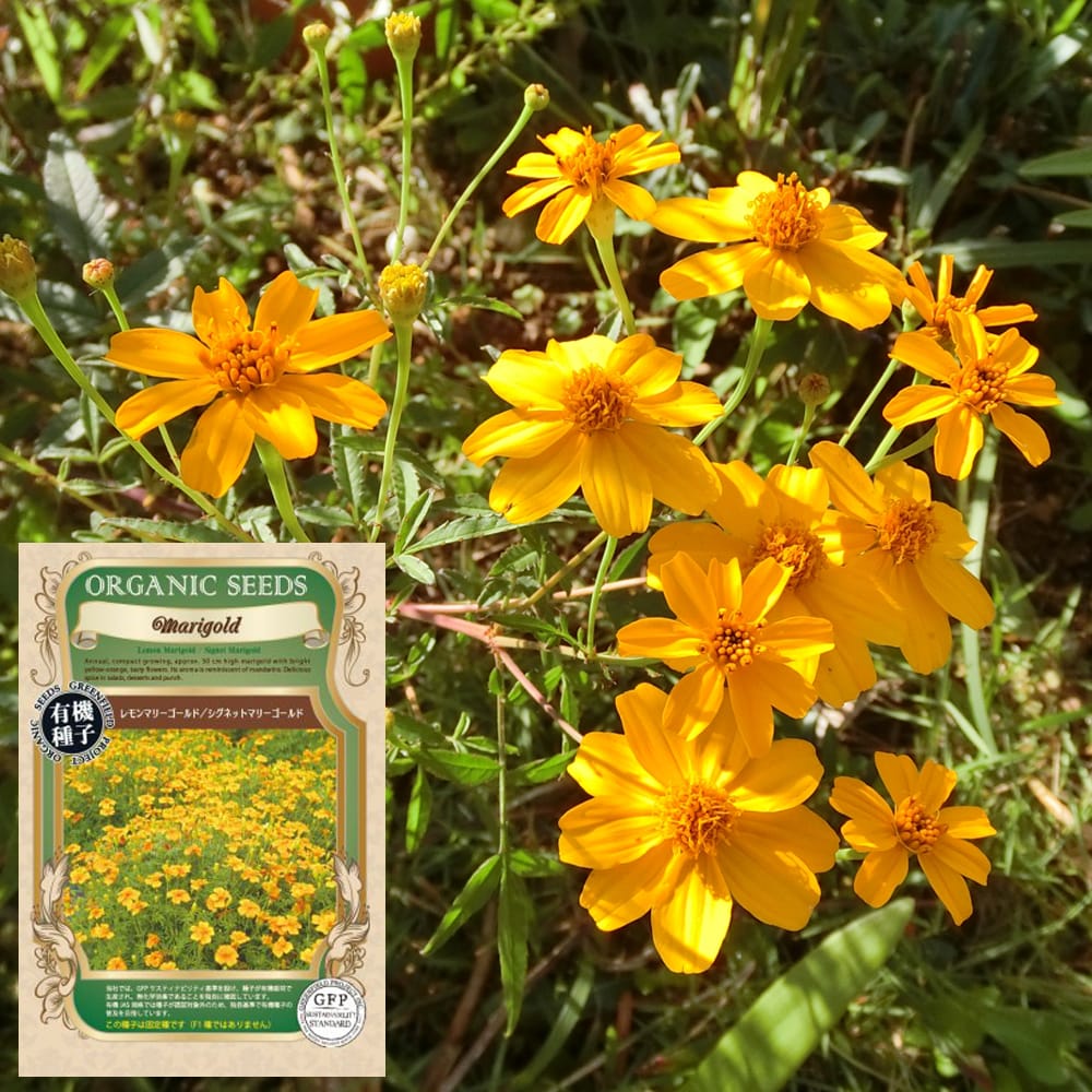 マリーゴールド レモンマリーゴールド 