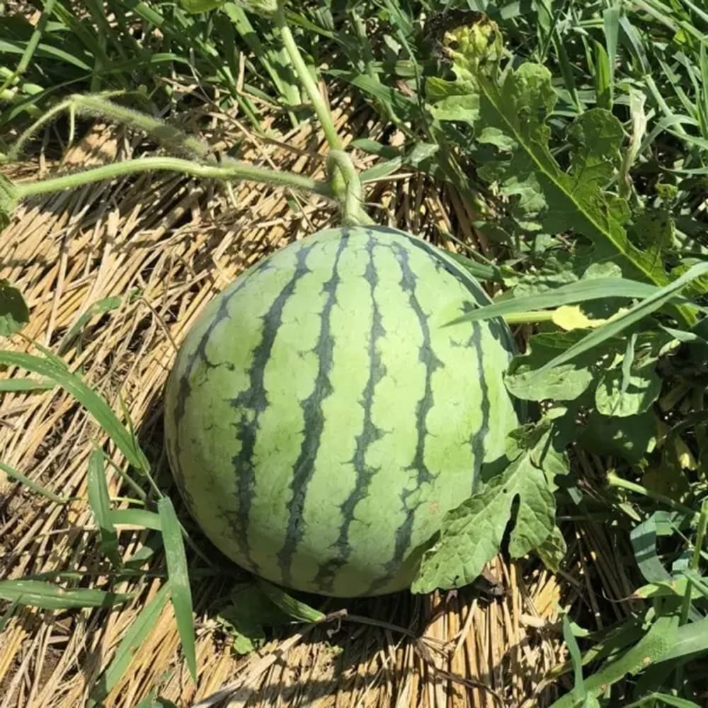 スイカ 新大和二号スイカ 1