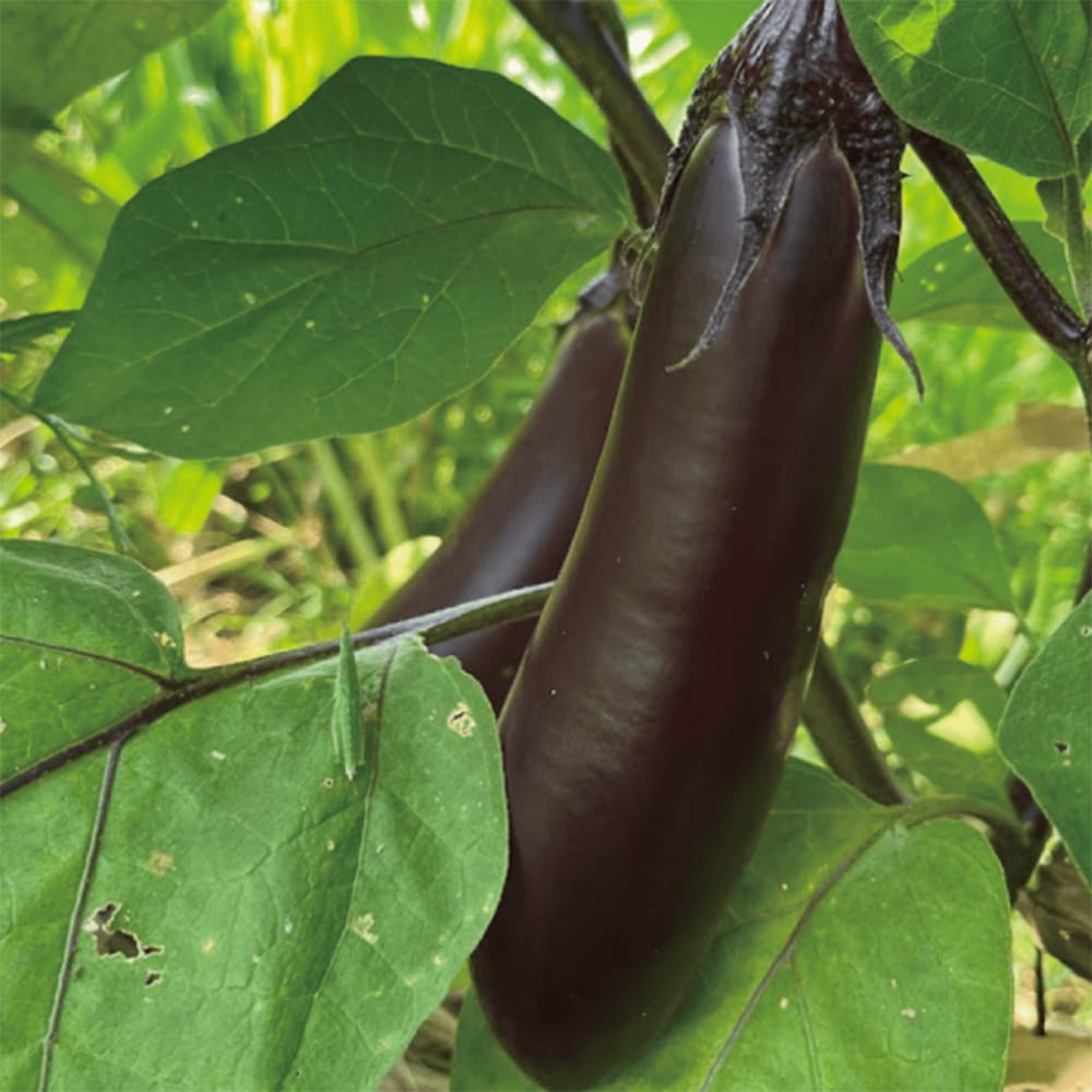 なす 真黒なす 1