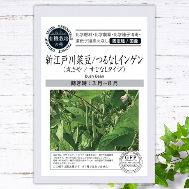 インゲン 新江戸川菜豆 
